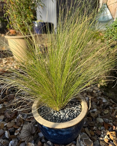 Stipa tenuissima